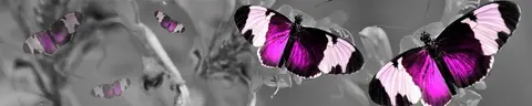 ANI-0005 PK018min