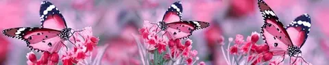 ANI-0017 pk598